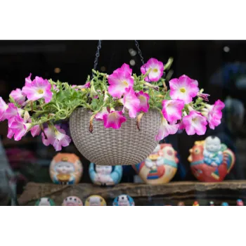 Pink Chrysanthemum Plant
